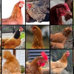 a photo collage of top 15 brown chicken breeds