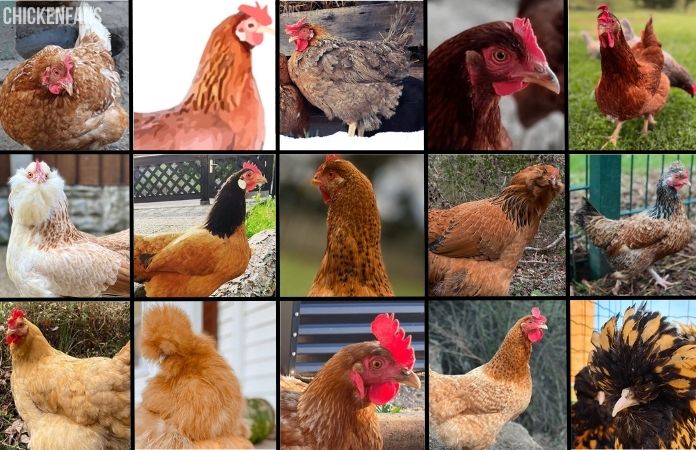 a photo collage of top 15 brown chicken breeds