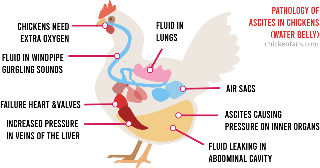 pathology of ascites in chickens, with penguin stand being a symptom