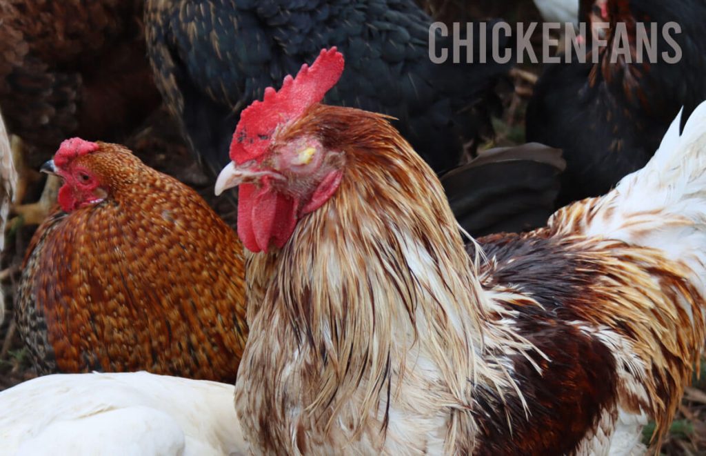 rooster with severe eye infection and yellow eye discharge