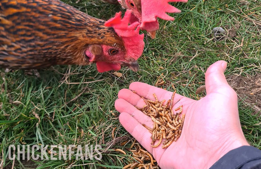 handfeeding an easter egger with extra protein in the form of mealworms