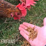 handfeeding an easter egger with extra protein in the form of mealworms