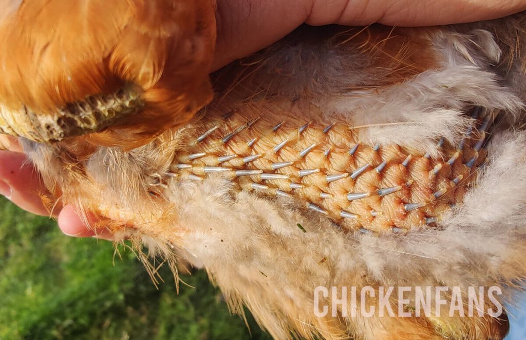 Close up of new feathers starting to grow on the belly of a brown chicken during molt, a phase where the chicken needs extra protein