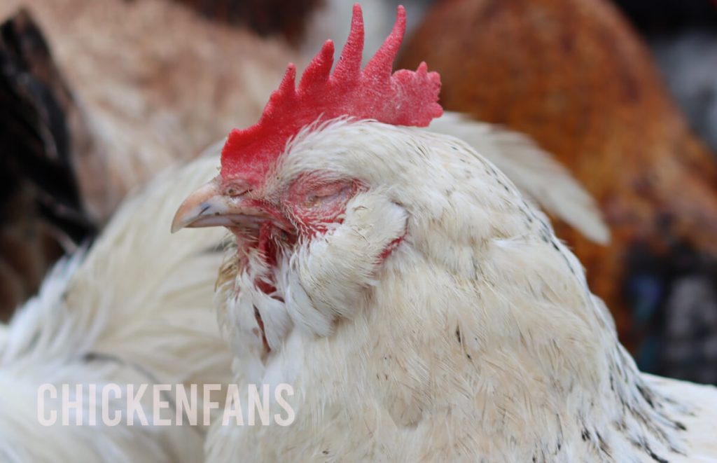 sick white single-combed chicken with eyes closed due to illness