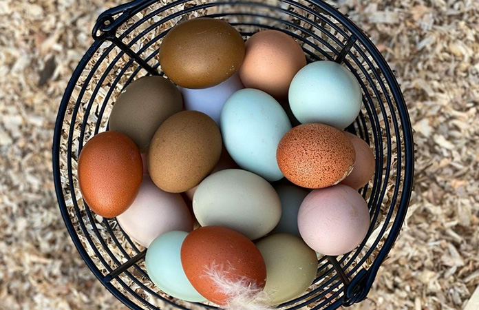 a basket of colored chicken eggs