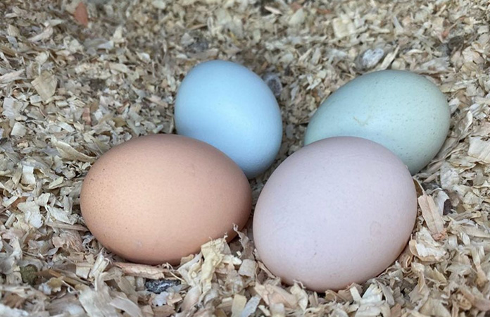 the egg colors an easter egger chicken can lay