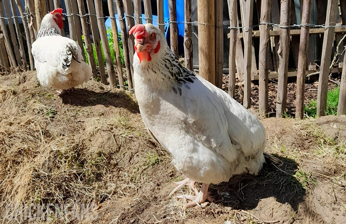 penguin stand in chickens a sign of egg bound