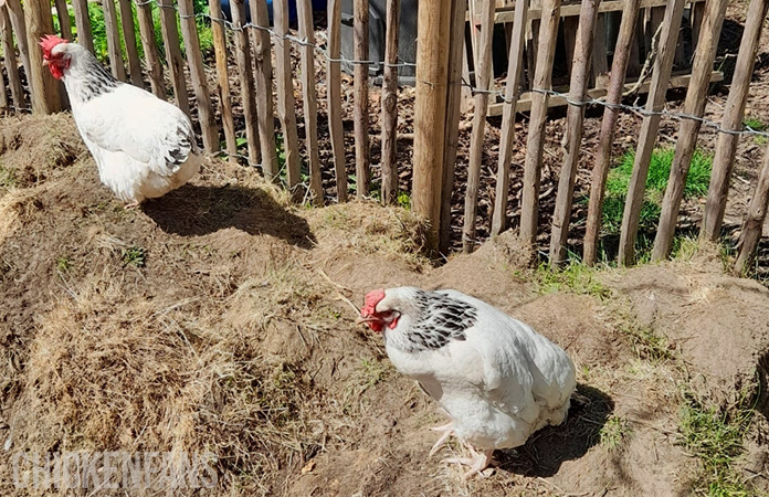 a penguin stand chicken is a common sign of egg bound