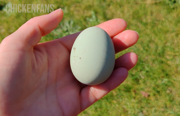 a light green egg of an Isbar chicken