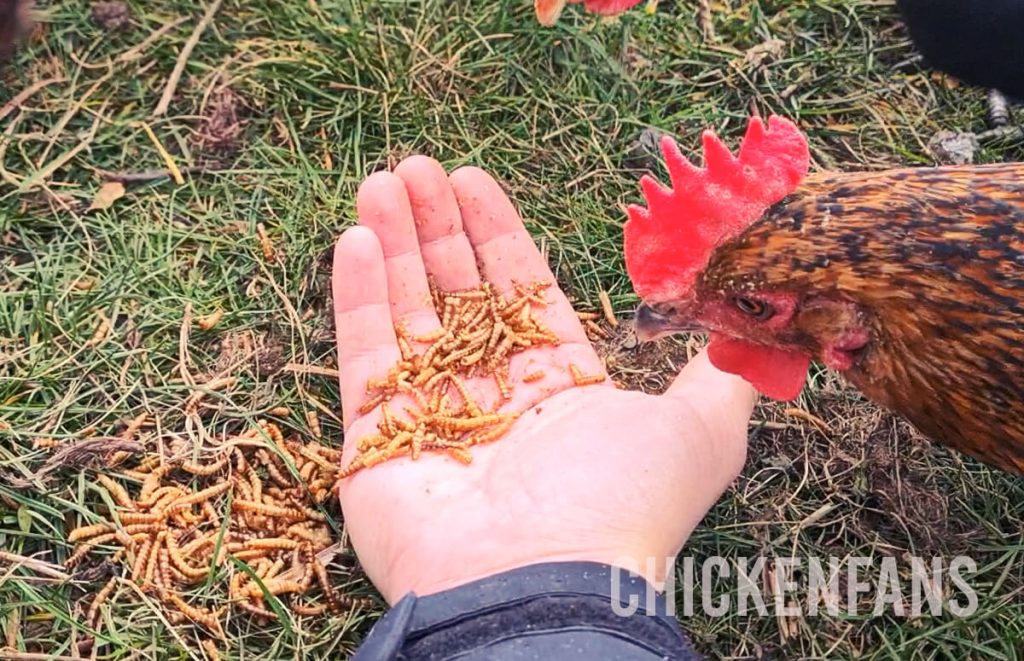 Handfeeding mealworms to a single-combed brown chicken