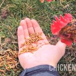 a hungry chicken eating dried mealworms