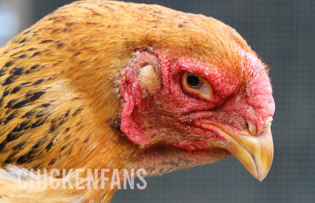 malay chicken with foamy bubbly eyes