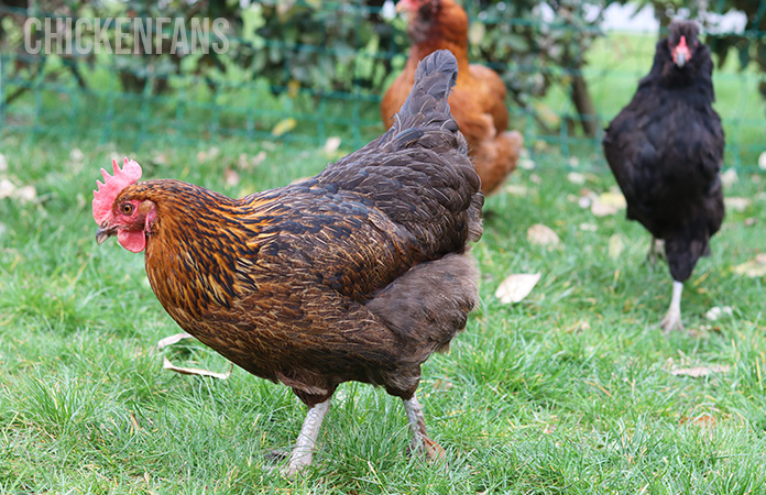 a marans chicken