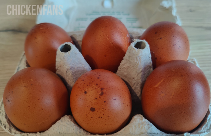 dark chocolate brown colored eggs of a marans chicken