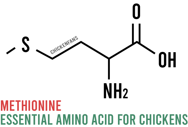 chemical structure of methionine, an essential amino acid for chickens