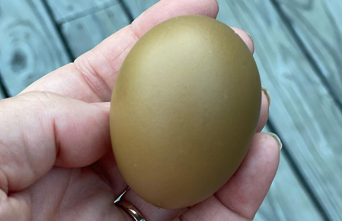 a dark green chicken egg from an olive egger