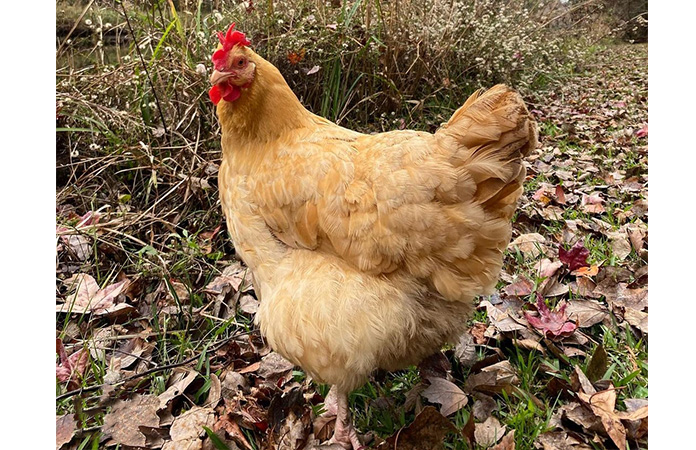 a buff orpington, a large and fluffy chicken breed