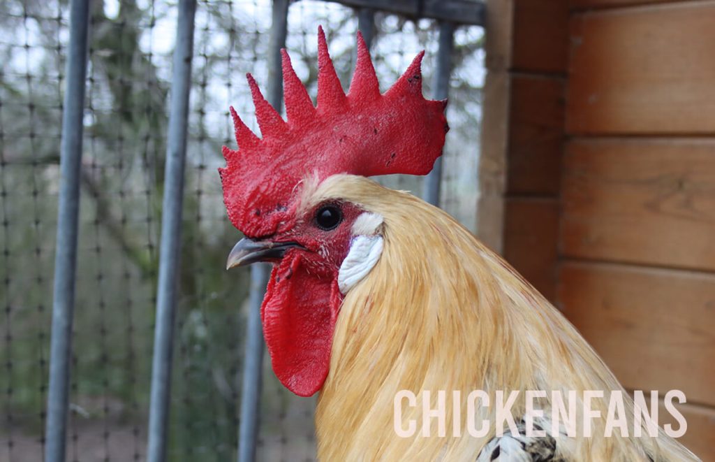 Black spots on the single comb of a campine rooster showing peckmarks with congealed blood from fighting