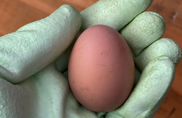 the pink bloom on a light brown egg, creating a pink colored chicken egg