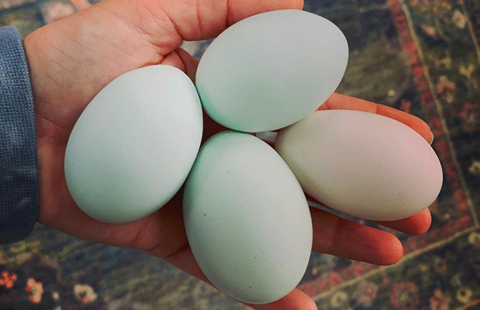 the eggs of a prairie bluebell egger