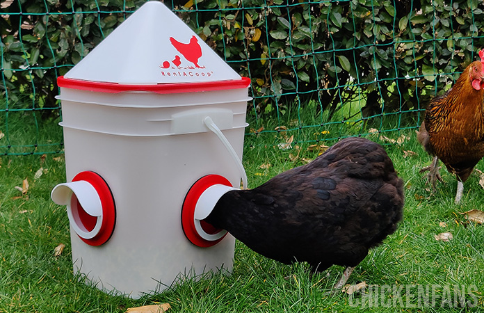 a chicken eating from the rentacoop feeder