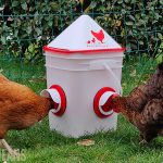 two hens eating from the rentacoop chicken feeder