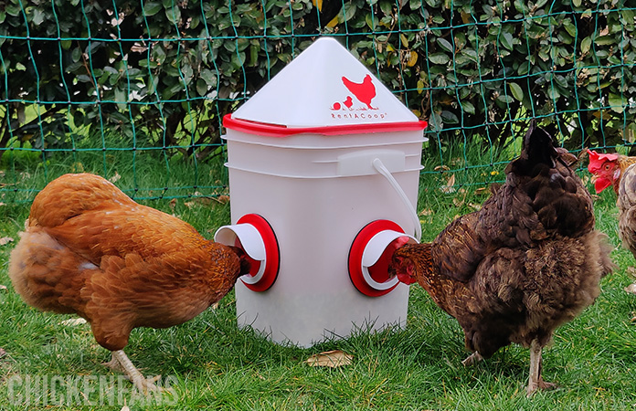 two chickens eating from the rentacoop feeder, voted the best chicken feeder that is portable
