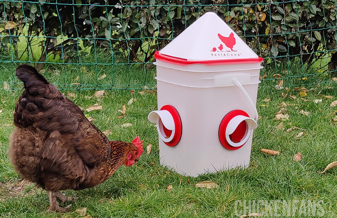 a chicken eating from the rentacoop chicken feeder