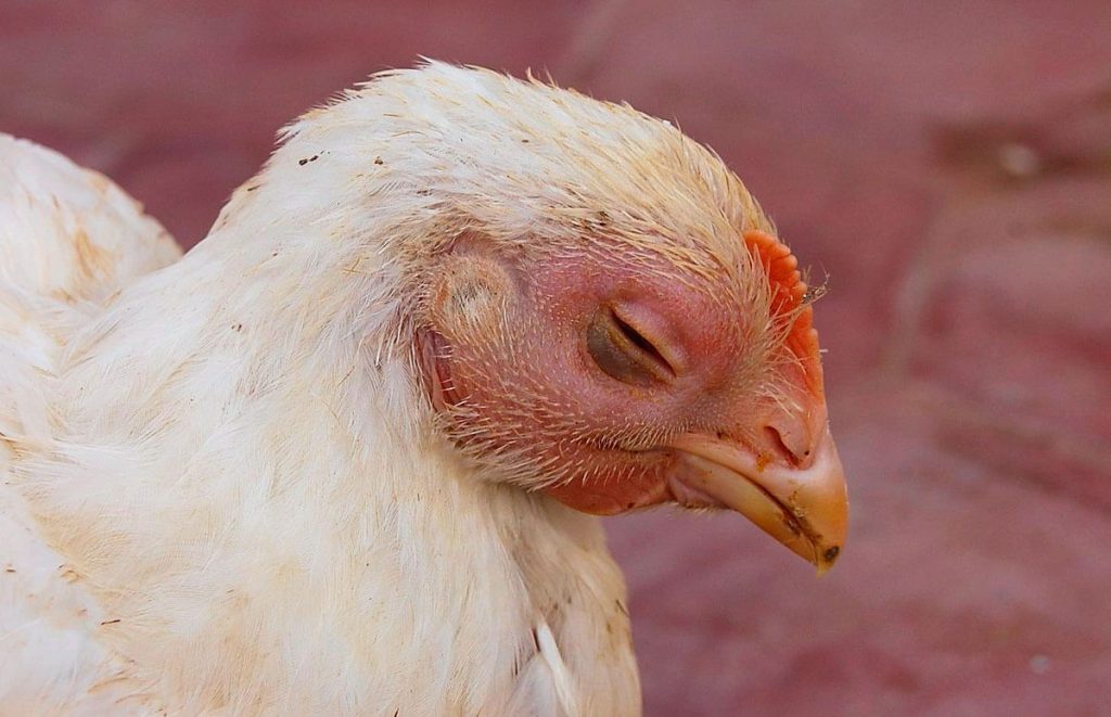 white broiler chicken eye swollen from the swollen head syndrome