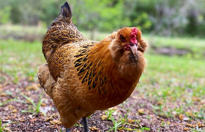 Ameraucana Chicken: Discover This Blue Egg Beauty | Chicken Fans