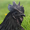 ayamcemani