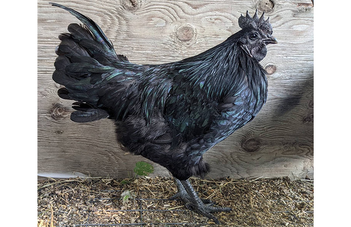 an ayam cemani