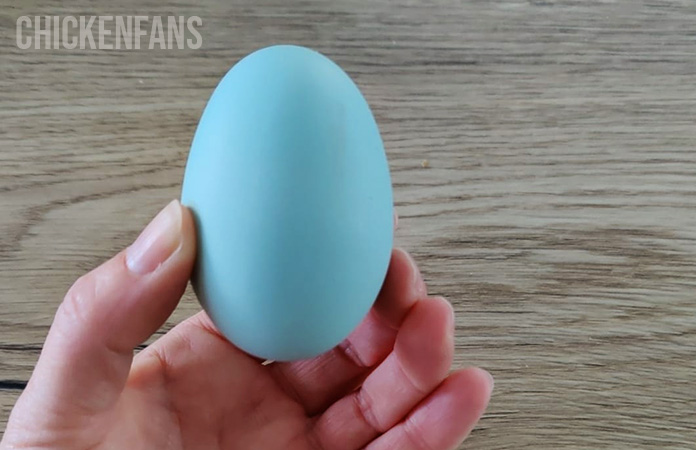 a blue chicken egg