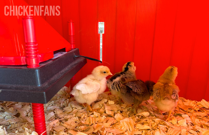 chicks standing next to the heat plate of the rentacoop brooder