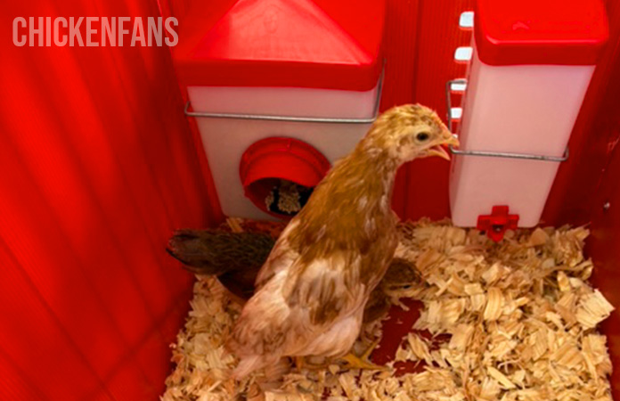 two 5 week old chicks in the rentacoop brooder