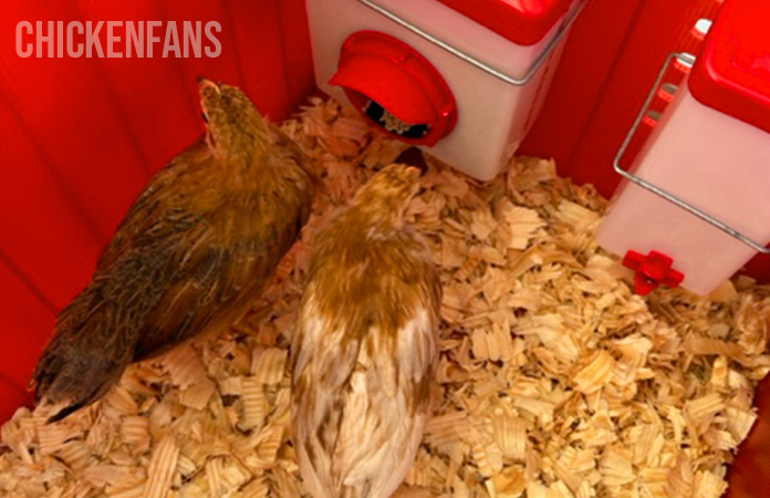 two larger chicks inside the rentacoop brooder