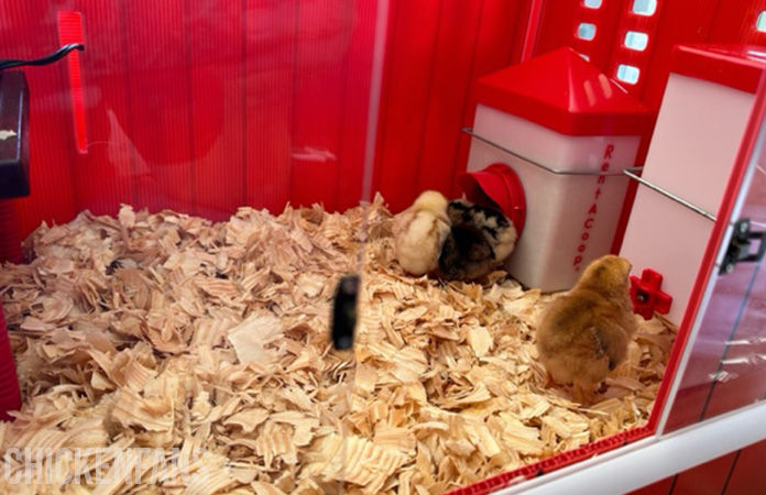 day-old chicks in the rentacoop brooder