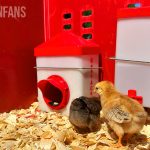chicks inside the rentacoop brooder