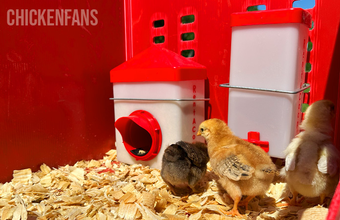 chicks inside the rentacoop brooder