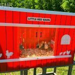 the rentacoop little red barn chick brooder with chicks