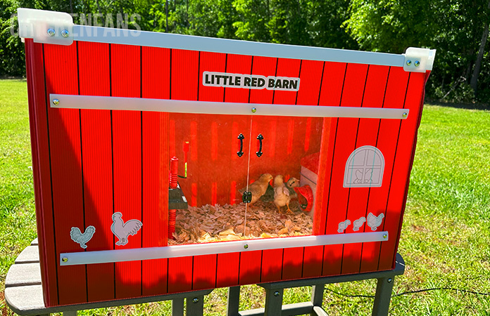 the rentacoop little red barn chick brooder with chicks