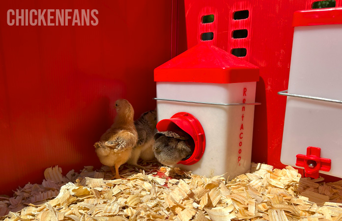 a chick eating from the feeder inside the rentacoop brooder