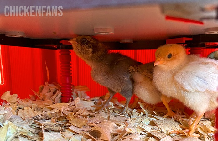 day old chicks under the heat plate in the rentacoop chick brooder