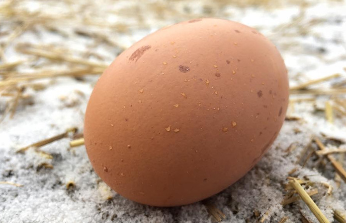 a brown chicken egg