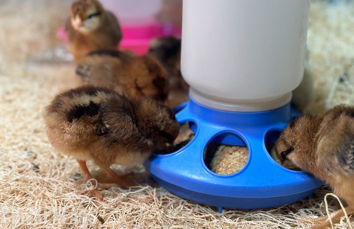 chicks in a brooder covered by cackle hatchery bedding