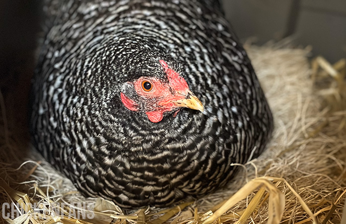 a hen sitting on a cackle hatchery nesting pad