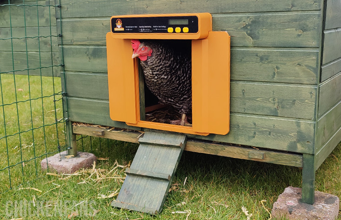 a chicken walking trough the chickcozy automatic chicken coop door