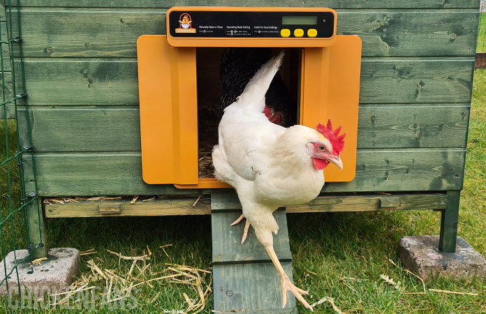 a chicken walking trough the chickcozy automatic coop door