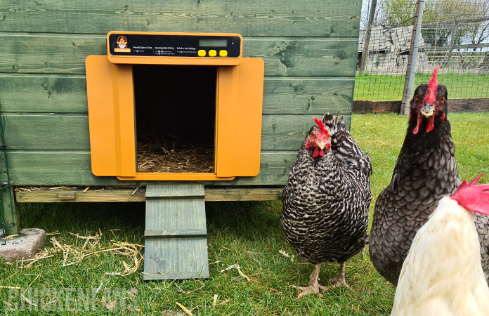 three chickens next to the chickcozy coop door