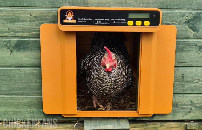 a chicken next to the chickcozy automatic coop door
